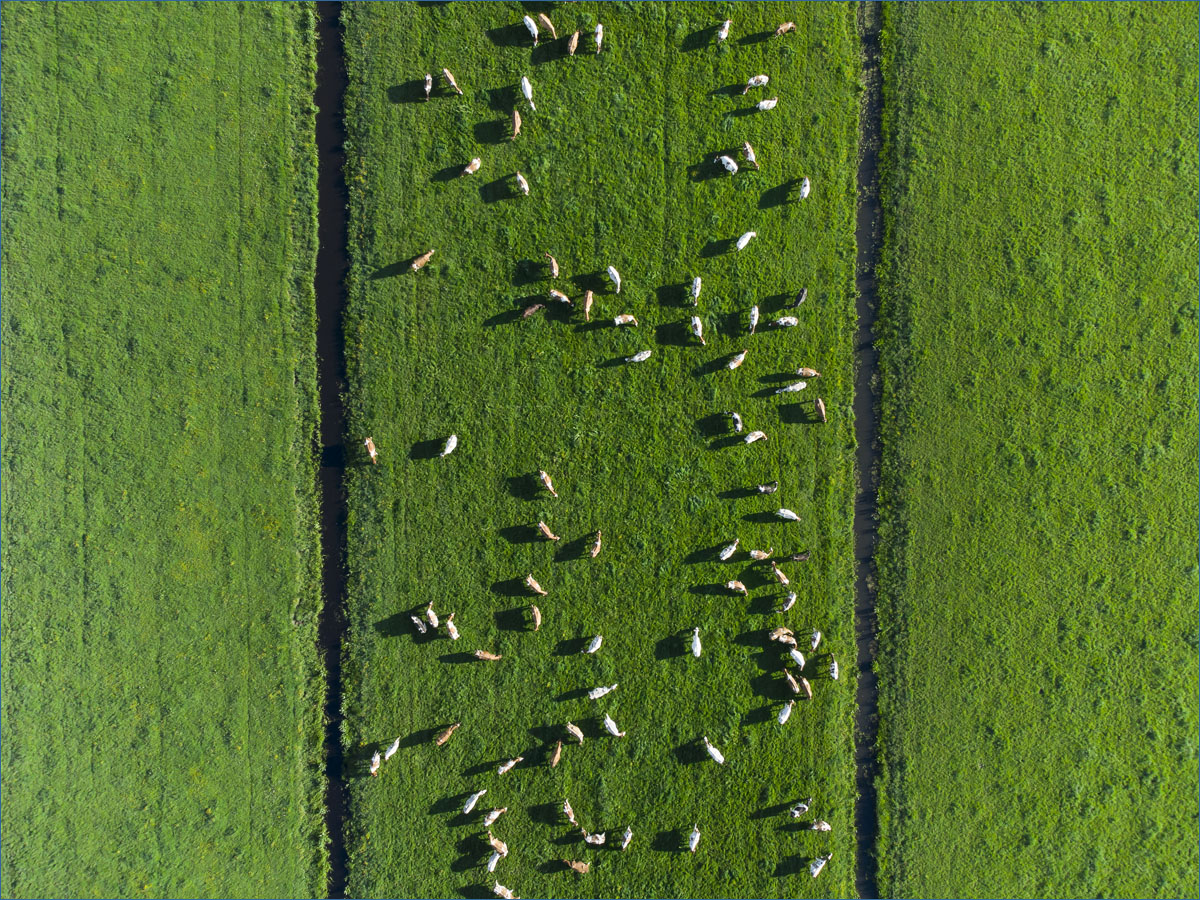 luchtfotografie polder koeien